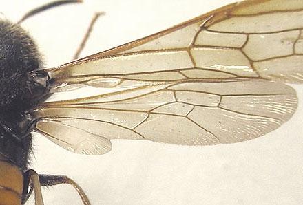 Tremex fuscicornis