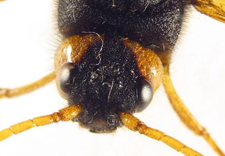 Réf. 266 123 : Urocerus gigas