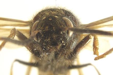 Tremex fuscicornis