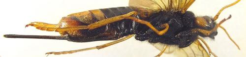 Réf. 266 124 : Urocerus gigas