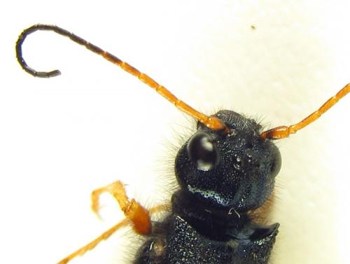 Réf. 266 099 : Sirex juvencus