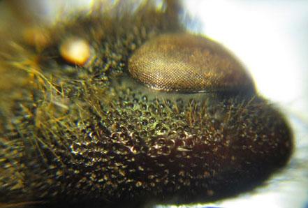 Tremex fuscicornis