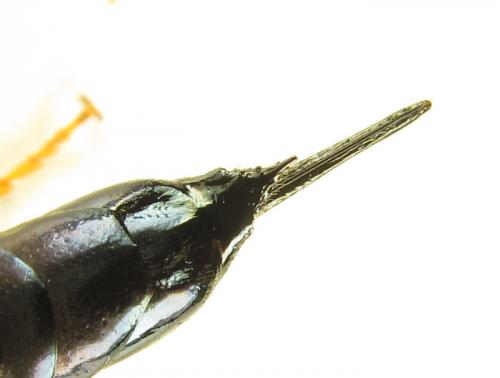 Réf. 266 100 : Sirex juvencus