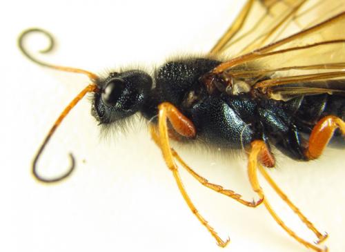 Réf. 266 102 : Sirex juvencus