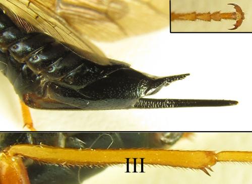 Réf. 266 103 : Sirex juvencus