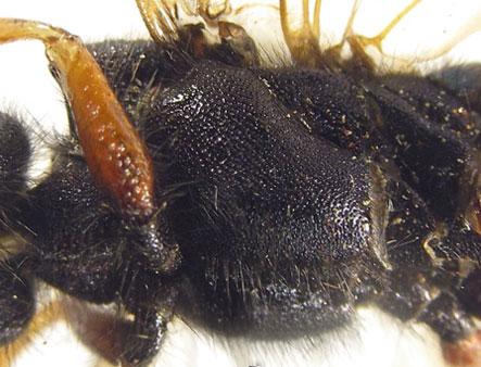 Sirex noctilio