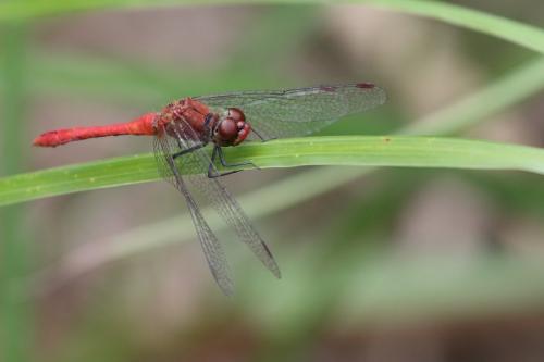 Sympetrum sanguineum