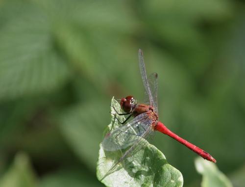 Sympetrum sanguineum