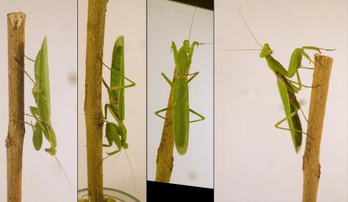 Réf. 266 472 : Hierodula patellifera