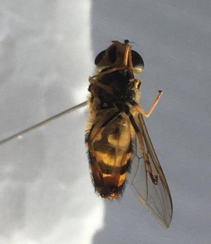 Syrphus ribesii
