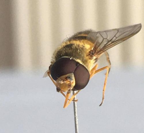Syrphus ribesii