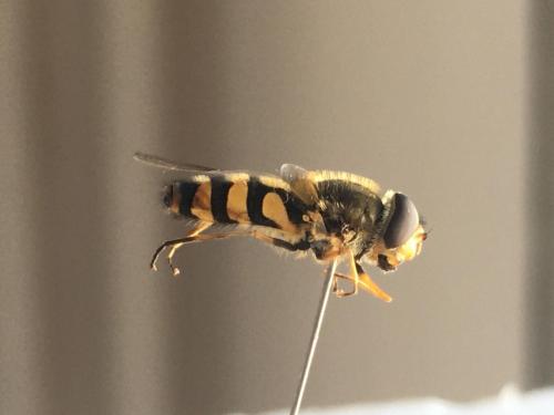 Réf. 266 869 : Syrphus ribesii