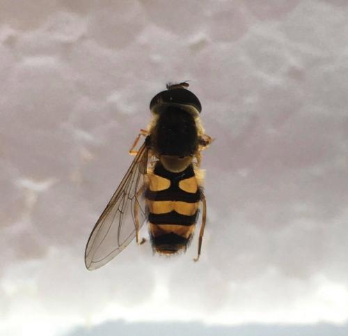 Syrphus ribesii
