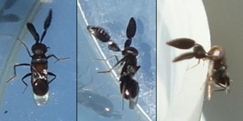 Cryptanusia comperei