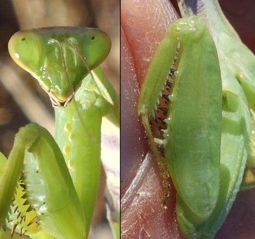 Réf. 266 856 : Hierodula patellifera