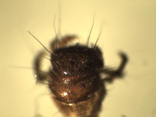 Réf. 266 538 : Enoicyla sp.