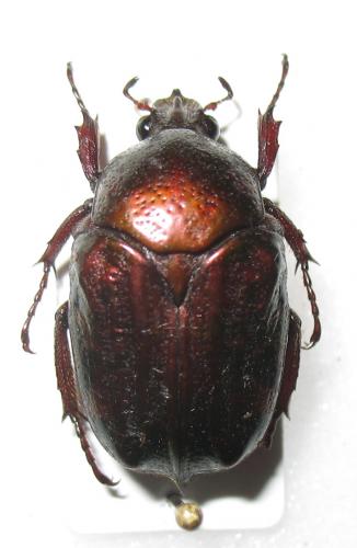 Réf. 266 903 : Metallopseudinca auberti