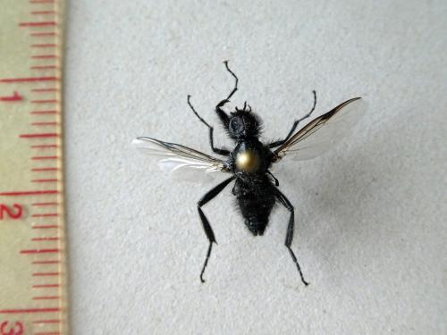 Bibio marci