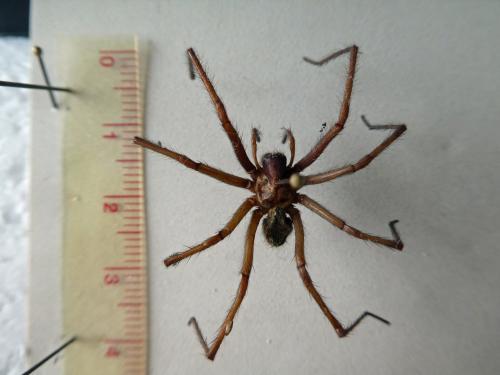Eratigena sp.