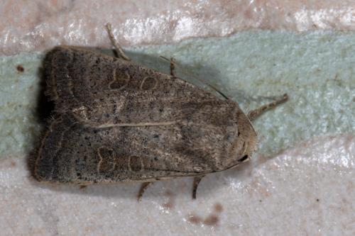 Réf. 266 081 : Hoplodrina sp.