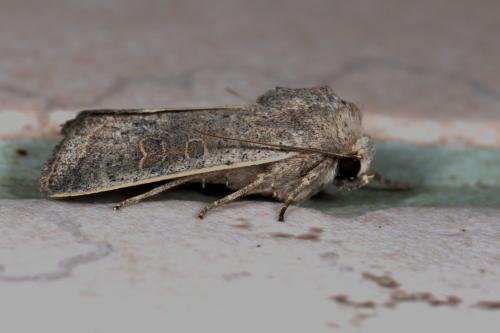 Hoplodrina sp.