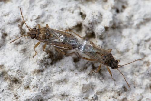Réf. 266 129 : Nysius sp.