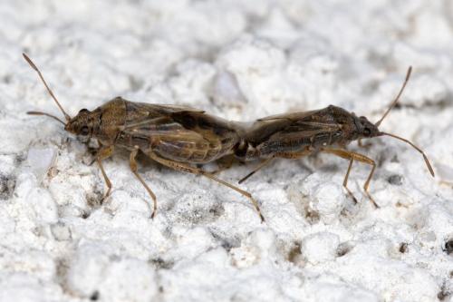 Nysius sp.