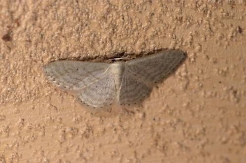Réf. 266 088 : Idaea subsericeata