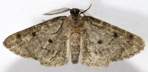 Cleorodes lichenaria