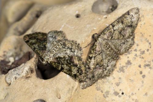 Cleorodes lichenaria