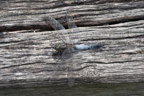Orthetrum cancellatum
