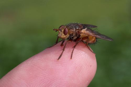Réf. 266 047 : Tachina fera