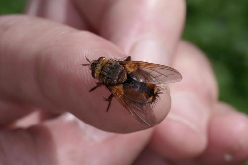 Tachina fera