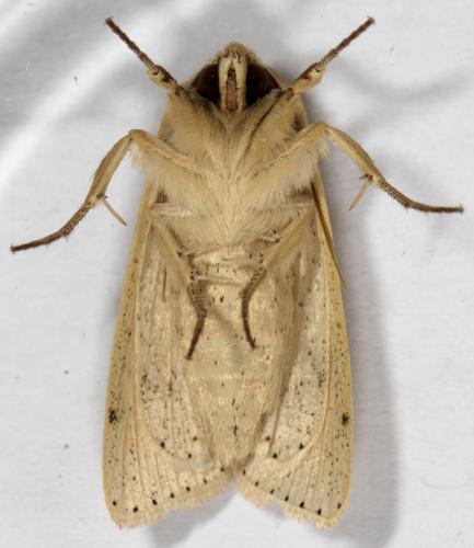 Réf. 266 345 : Mythimna pallens