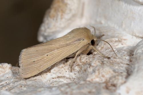 Réf. 266 344 : Mythimna pallens