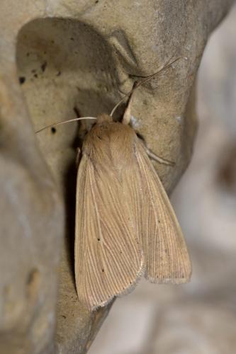 Réf. 266 343 : Mythimna pallens