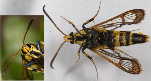 Synanthedon theryi