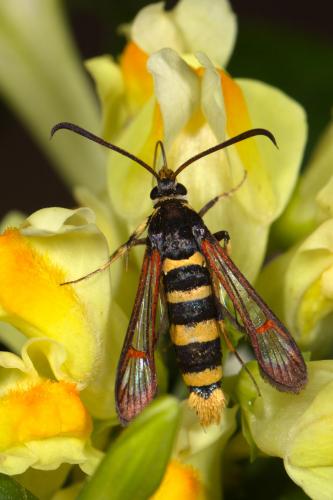 Synanthedon theryi