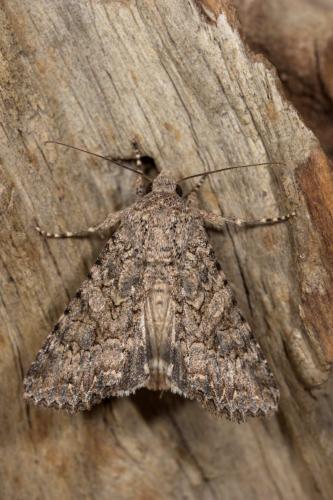 Réf. 266 347 : Anarta trifolii