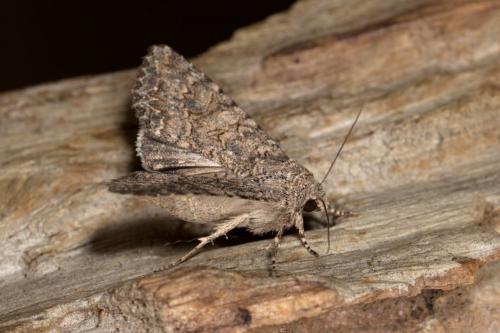 Réf. 266 348 : Anarta trifolii