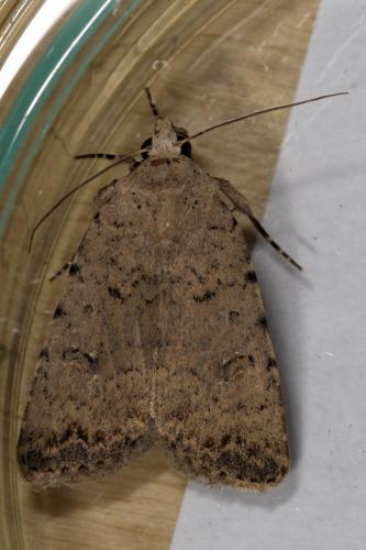 Réf. 266 437 : Caradrina clavipalpis
