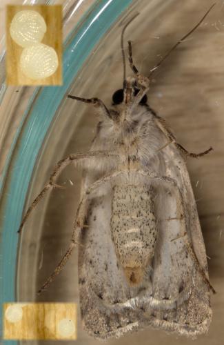 Réf. 266 438 : Caradrina clavipalpis