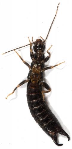 Euborellia moesta