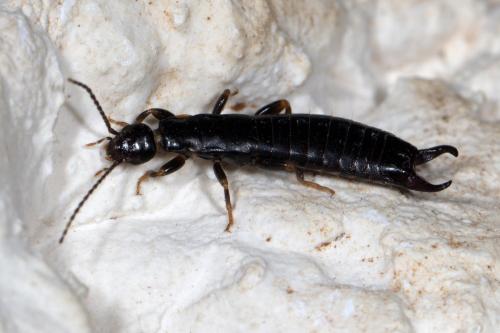 Euborellia moesta