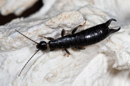Euborellia moesta
