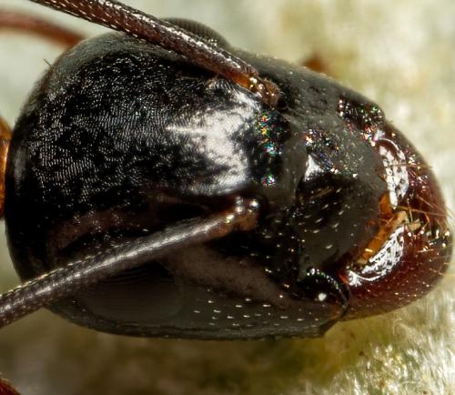 Réf. 266 020 : Camponotus sp.