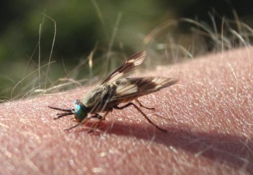 Réf. 266 058 : Chrysops relictus