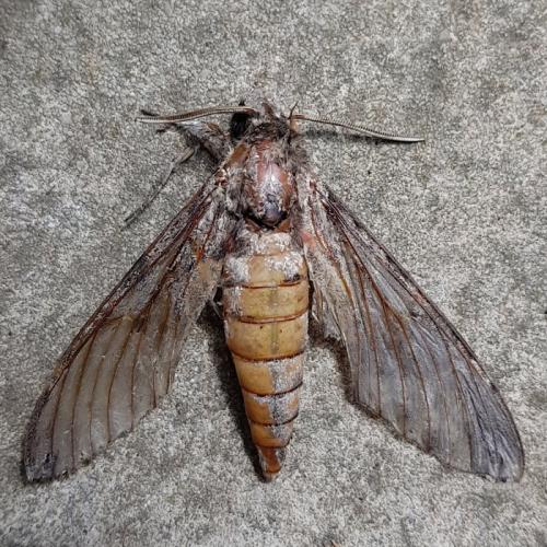 Réf. 266 135 : Agrius convolvuli