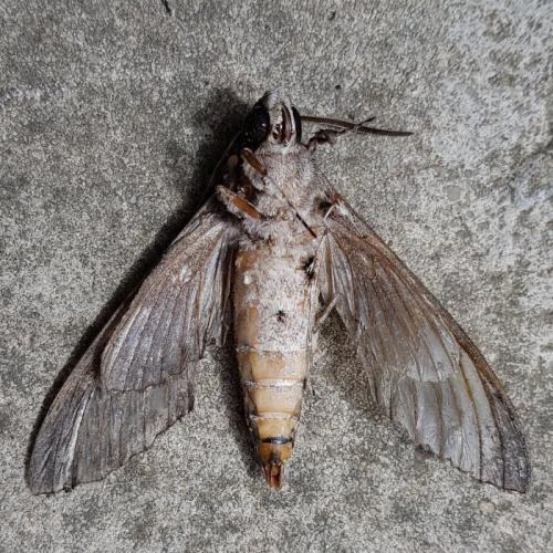 Réf. 266 136 : Agrius convolvuli