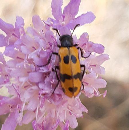 Réf. 266 026 : Mylabris connata